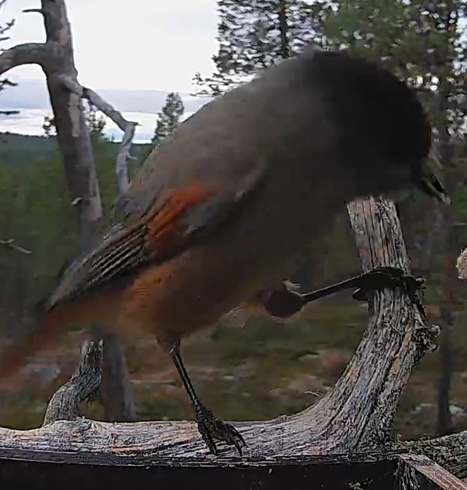 Best image of Siberian jay