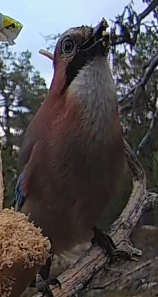 Best image of Eurasian jay