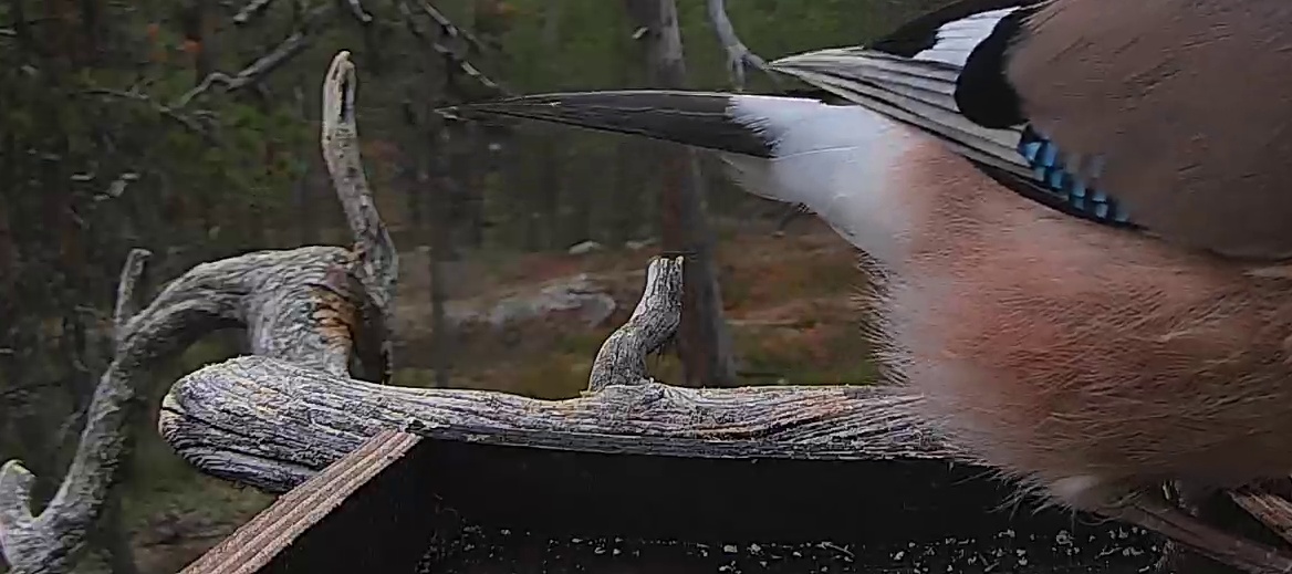 Best image of Eurasian jay