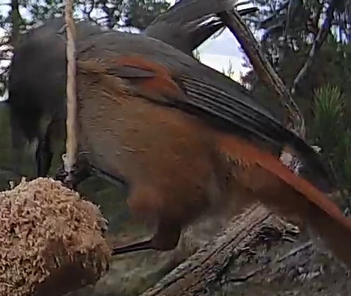 Best image of Siberian jay