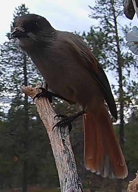 Best image of Siberian jay