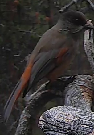 Best image of Siberian jay