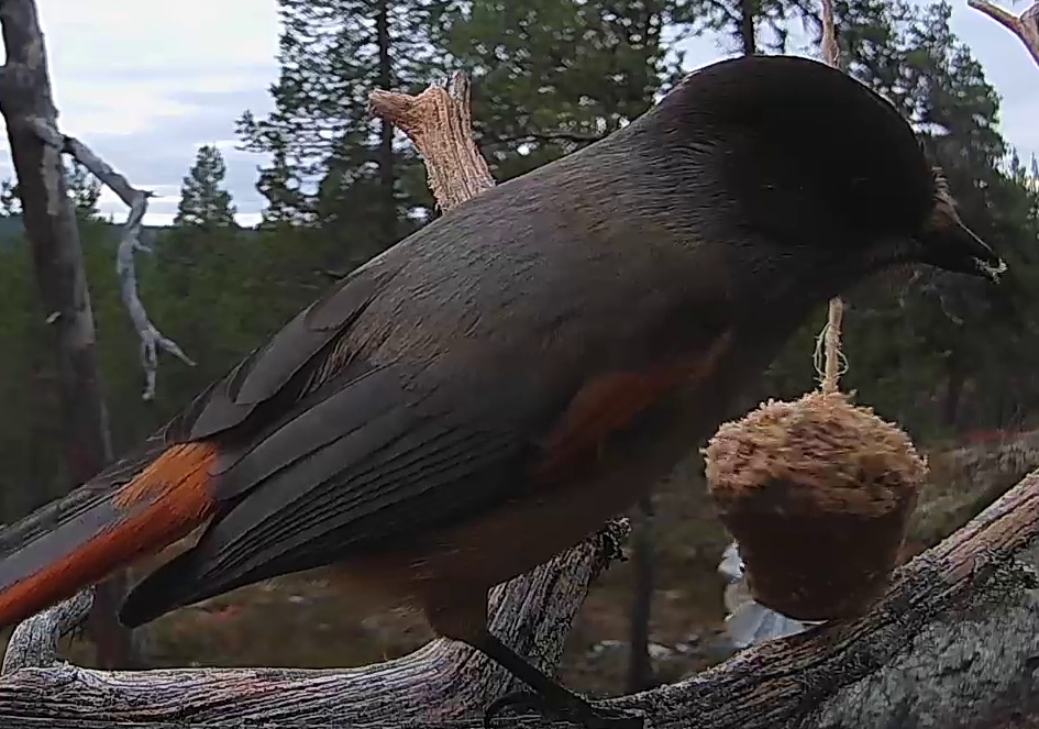 Best image of Siberian jay