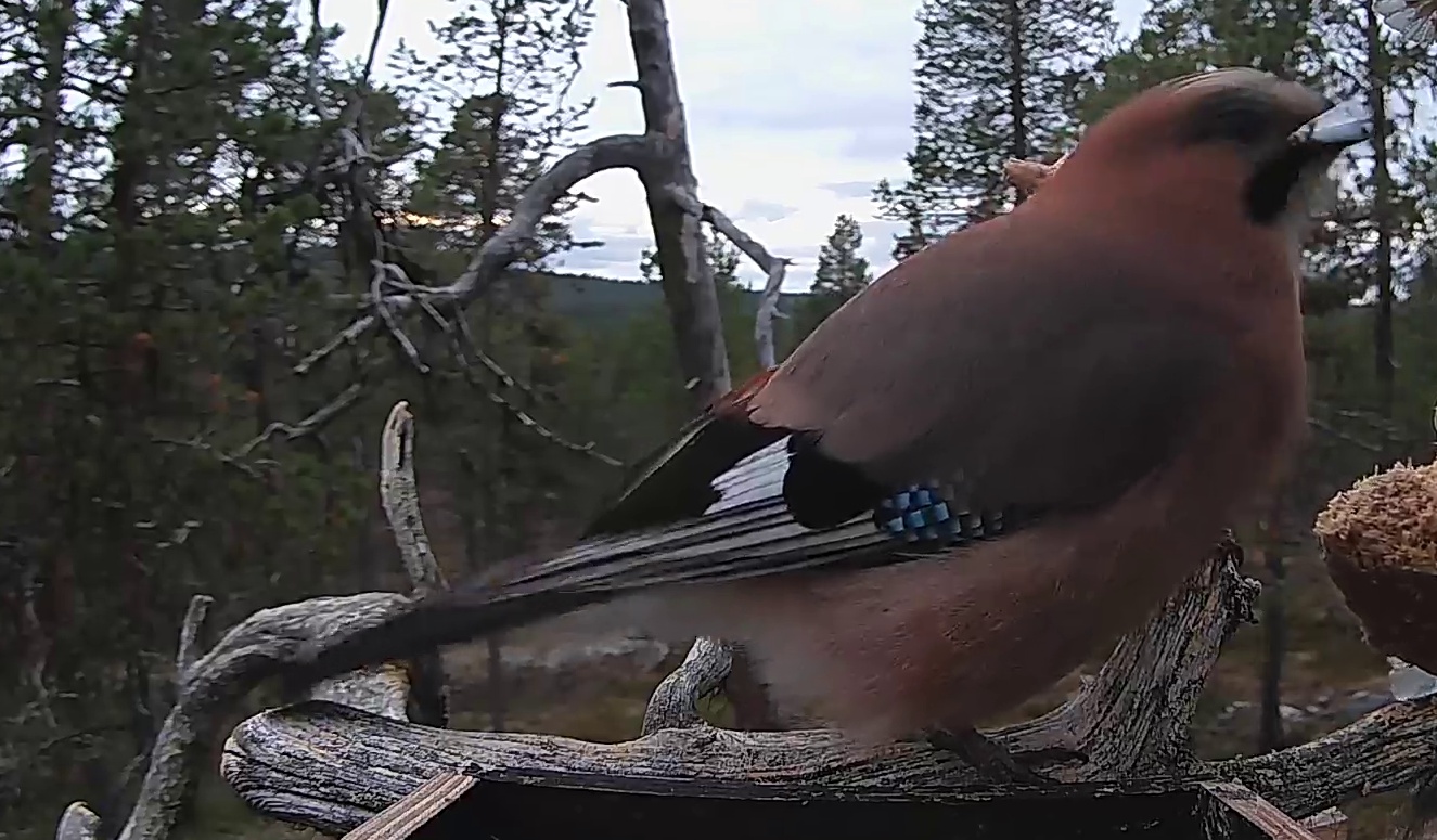 Best image of Siberian jay