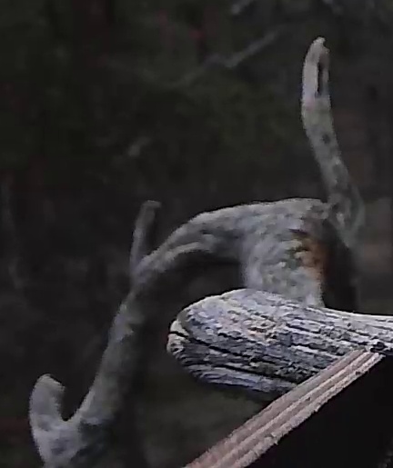 Best image of Barn owl