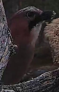 Best image of Eurasian jay