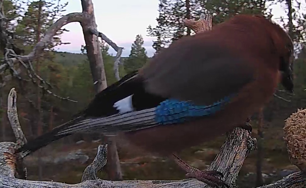 Best image of Eurasian jay