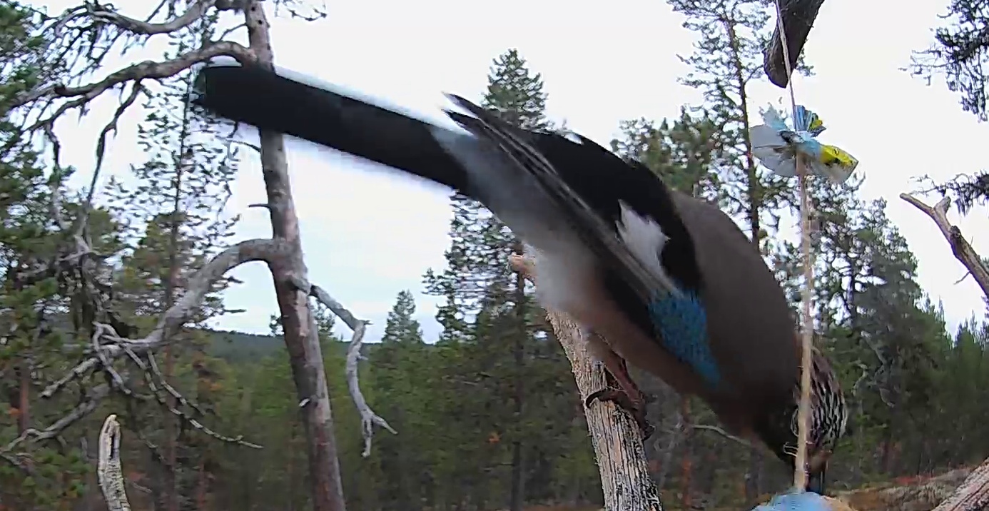 Best image of Eurasian jay