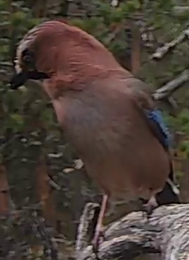 Best image of Eurasian jay