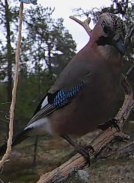 Best image of Eurasian jay