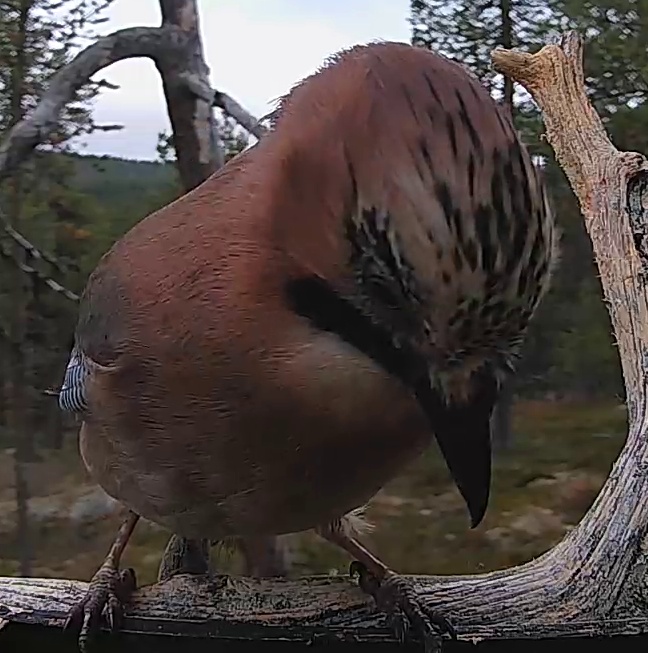 Best image of Eurasian jay