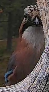 Best image of Eurasian jay