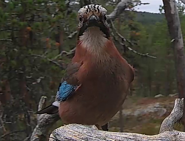 Best image of Eurasian jay