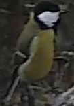 Best image of Great tit