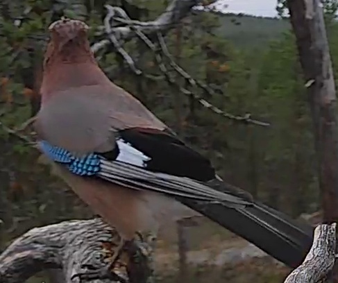 Best image of Eurasian jay
