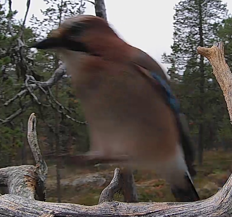 Best image of Eurasian jay