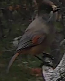 Best image of Siberian jay