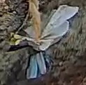 Best image of European roller