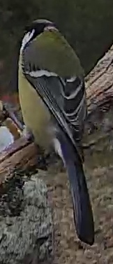Best image of Great tit