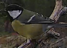 Best image of Great tit