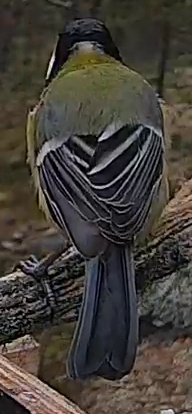 Best image of Great tit