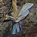 Best image of European roller