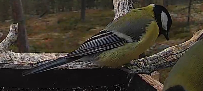 Best image of Great tit