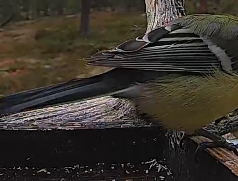 Best image of Great tit