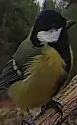 Best image of Great tit