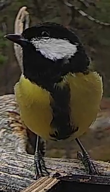 Best image of Great tit