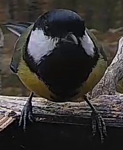 Best image of Great tit