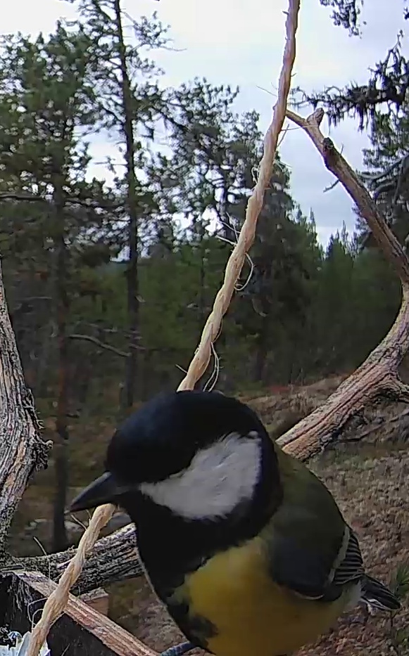 Best image of Great tit