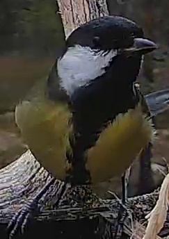 Best image of Great tit