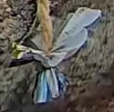 Best image of Azure tit