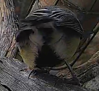 Best image of Lady Amhersts pheasant