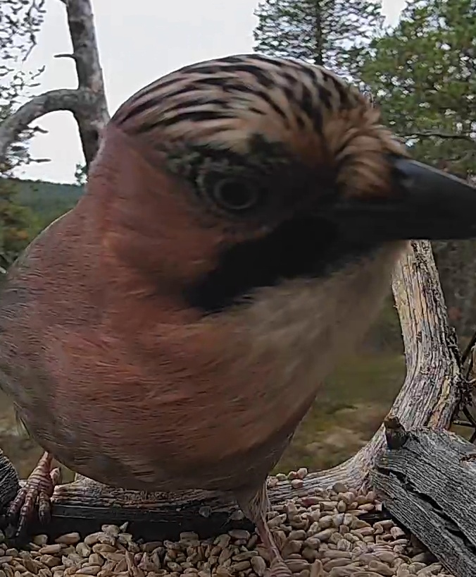 Best image of Eurasian jay