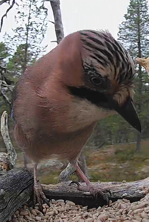 Best image of Eurasian jay