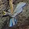 Best image of Azure tit