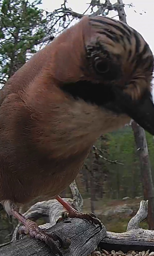 Best image of Eurasian jay