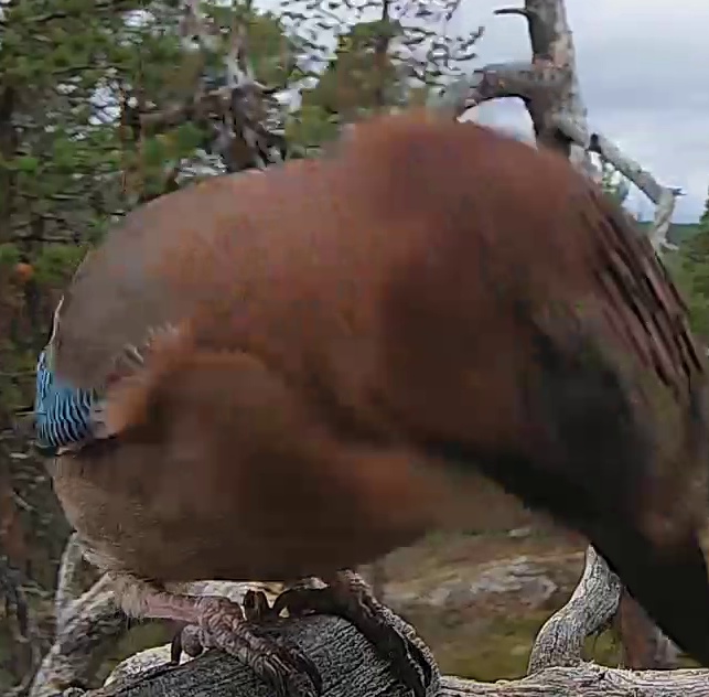 Best image of Eurasian jay