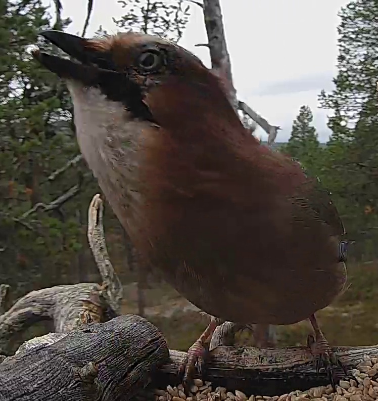 Best image of Eurasian jay