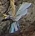 Best image of Short-toed snake eagle