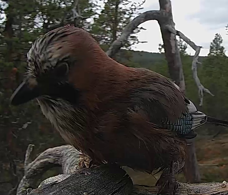 Best image of Eurasian jay
