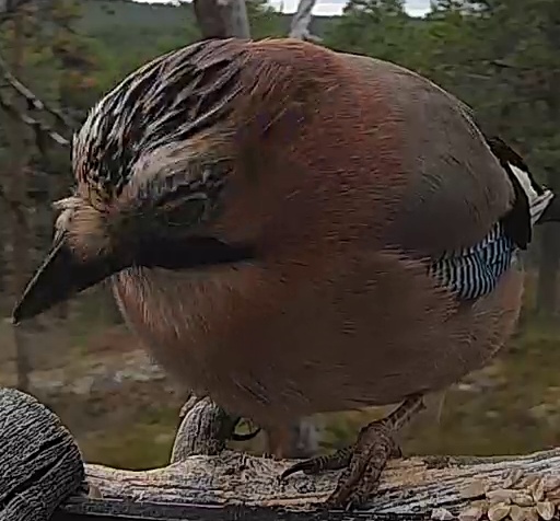 Best image of Eurasian jay