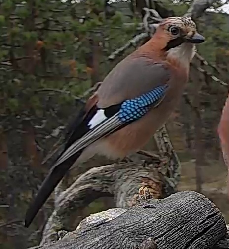Best image of Eurasian jay