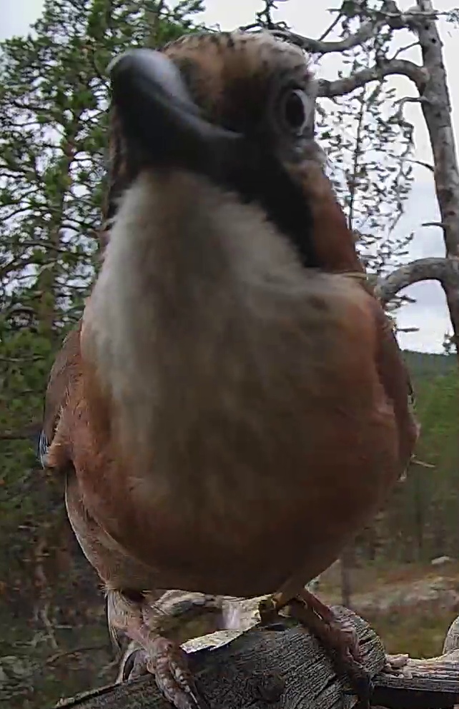 Best image of Eurasian jay
