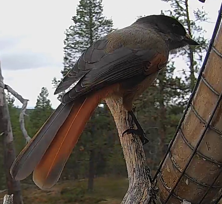 Best image of Siberian jay
