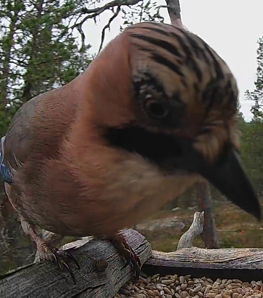 Best image of Eurasian jay
