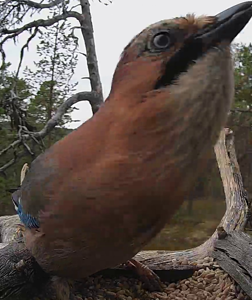 Best image of Eurasian jay