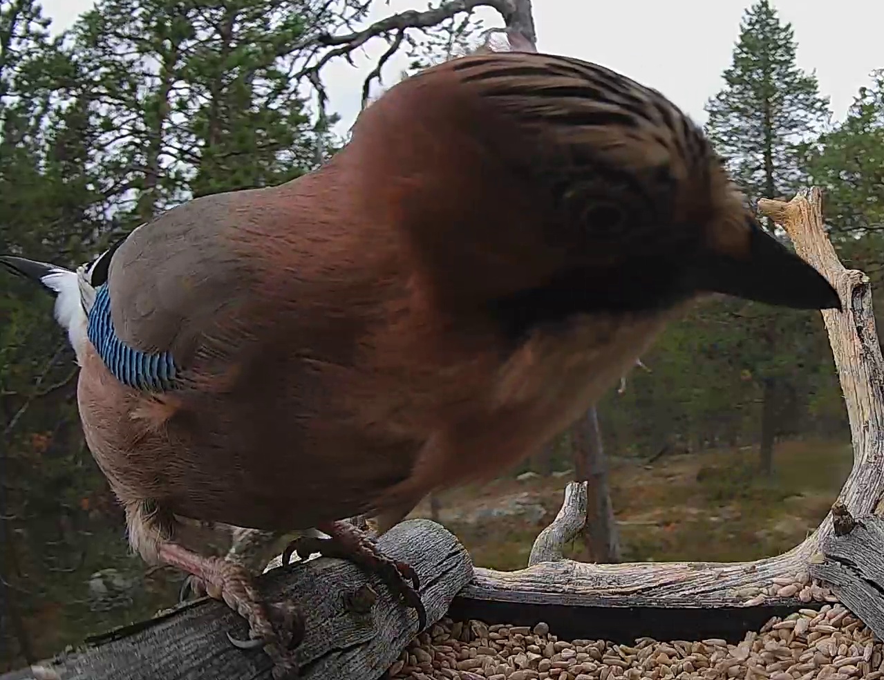 Best image of Eurasian jay